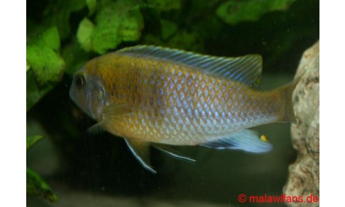 Pseudotropheus patricki  Mbenji Island